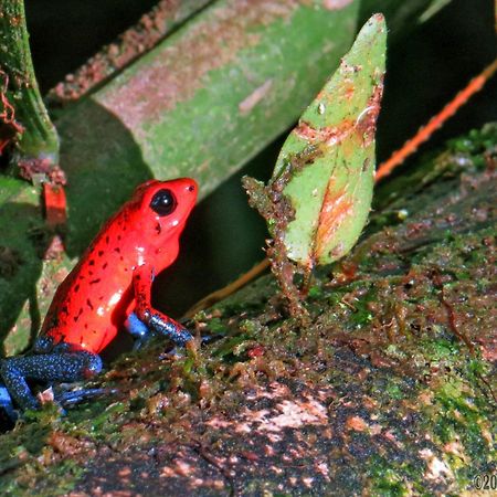 La Selva Biological Station Hotell Sarapiquí Exteriör bild