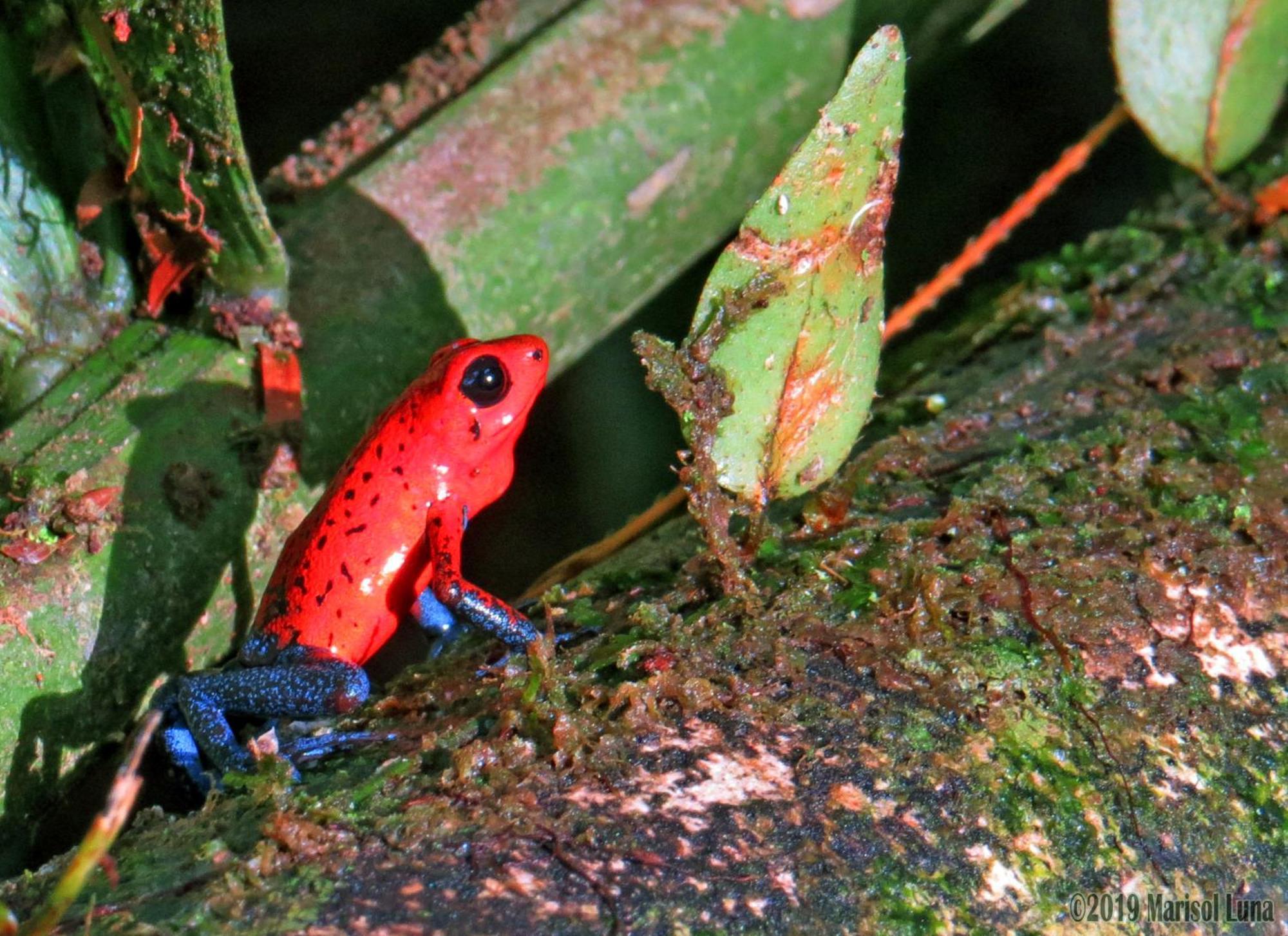 La Selva Biological Station Hotell Sarapiquí Exteriör bild