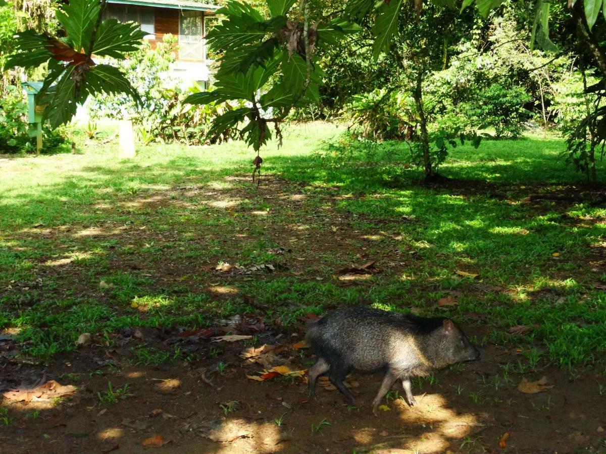 La Selva Biological Station Hotell Sarapiquí Exteriör bild